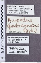 Etikette zu Ampedus quadrisignatus (NHMW-ZOO-COL-0010677)